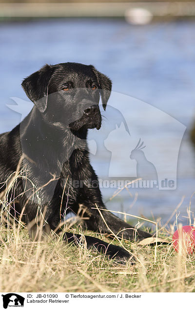 Labrador Retriever / JB-01090