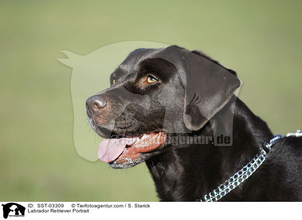 Labrador Retriever Portrait / SST-03309