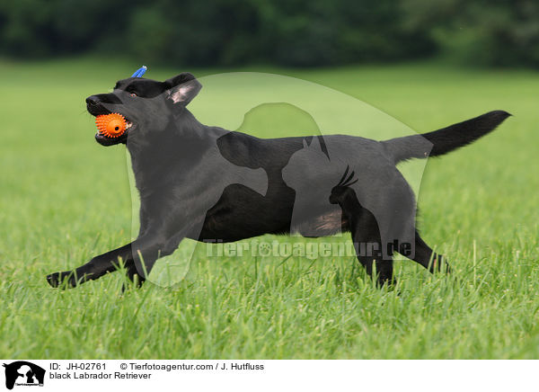 schwarzer Labrador Retriever / black Labrador Retriever / JH-02761