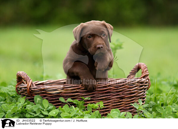 Labrador Retriever Welpe / Labrador Retriever Puppy / JH-03522