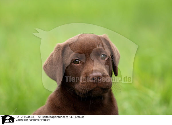 Labrador Retriever Puppy / JH-03533