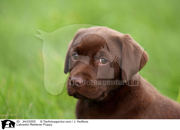 Labrador Retriever Puppy / JH-03555