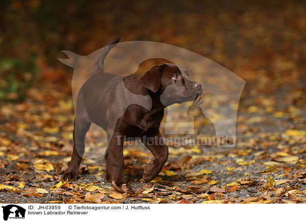 brauner Labrador Retriever / brown Labrador Retriever / JH-03959