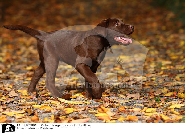 brauner Labrador Retriever / brown Labrador Retriever / JH-03961