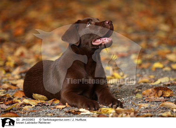 brauner Labrador Retriever / brown Labrador Retriever / JH-03963