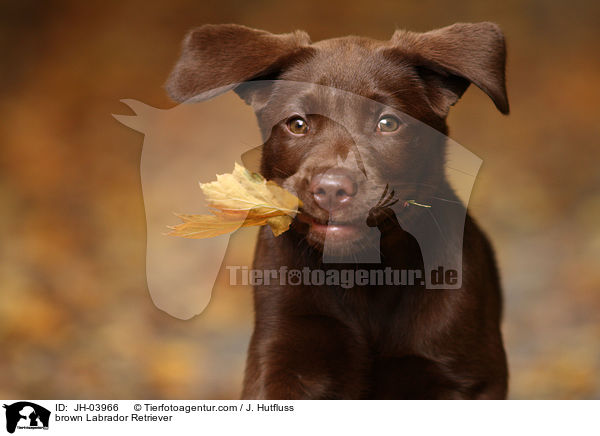 brauner Labrador Retriever / brown Labrador Retriever / JH-03966