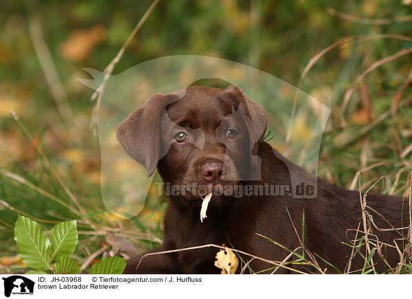 brauner Labrador Retriever / brown Labrador Retriever / JH-03968
