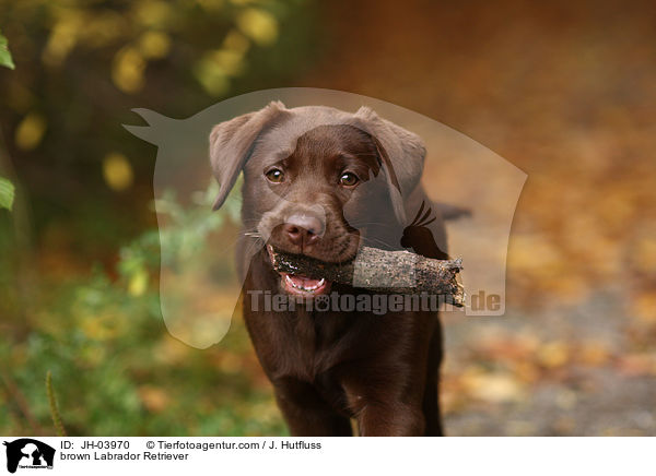 brauner Labrador Retriever / brown Labrador Retriever / JH-03970