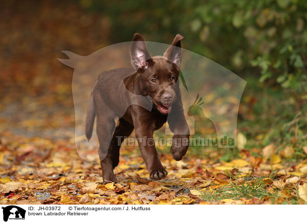 brauner Labrador Retriever / brown Labrador Retriever / JH-03972