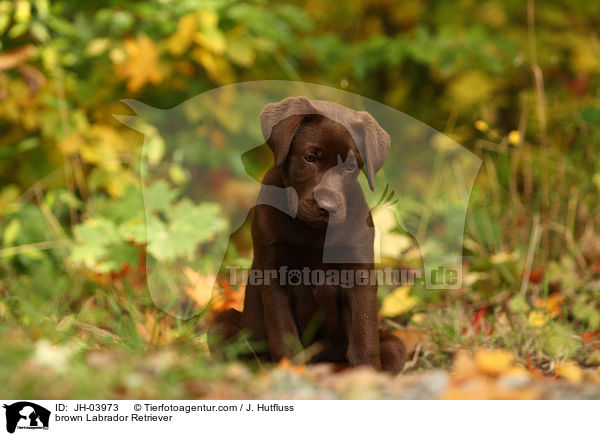 brown Labrador Retriever / JH-03973