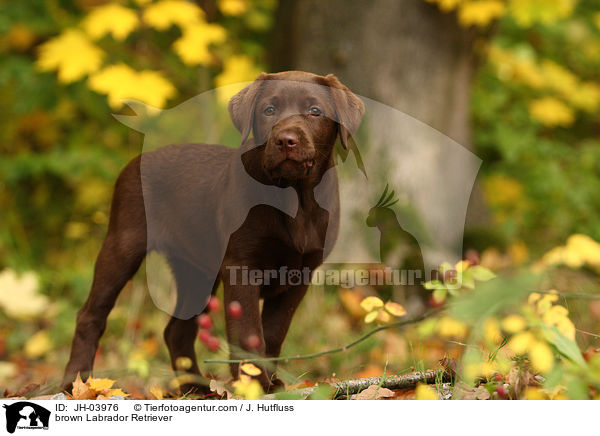 brauner Labrador Retriever / brown Labrador Retriever / JH-03976