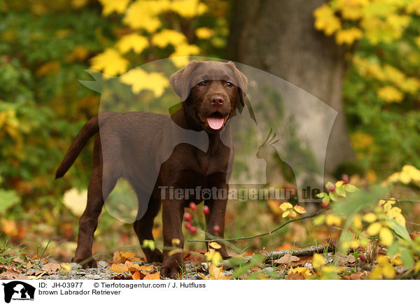 brauner Labrador Retriever / brown Labrador Retriever / JH-03977