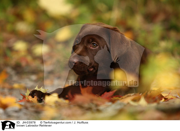 brauner Labrador Retriever / brown Labrador Retriever / JH-03978