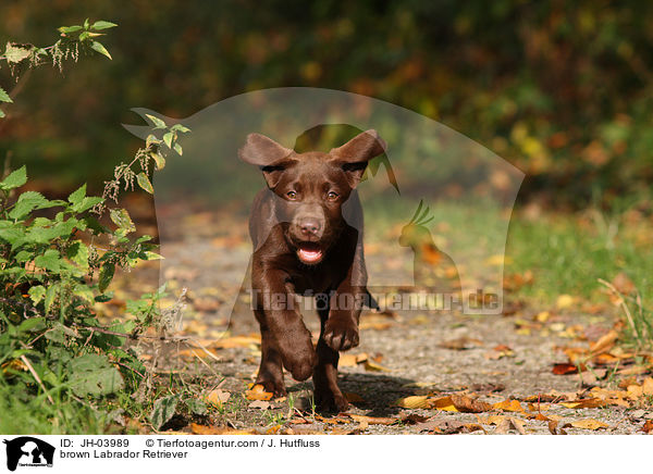 brauner Labrador Retriever / brown Labrador Retriever / JH-03989