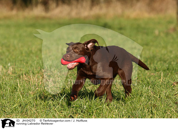 Labrador Retriever apportiert Spielzeug / running Labrador Retriever / JH-04270