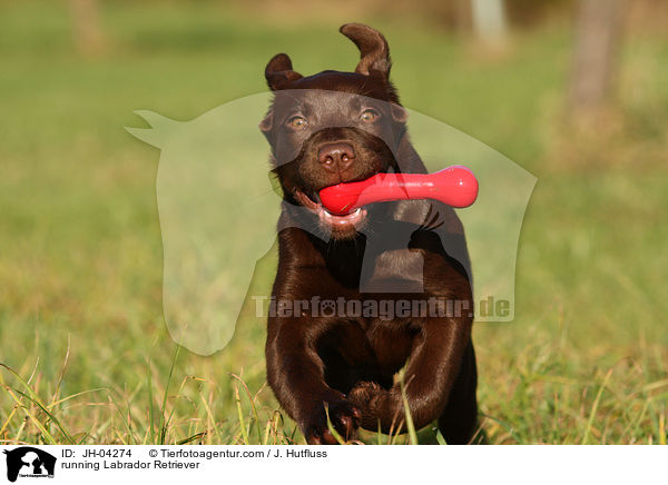 Labrador Retriever apportiert Spielzeug / running Labrador Retriever / JH-04274