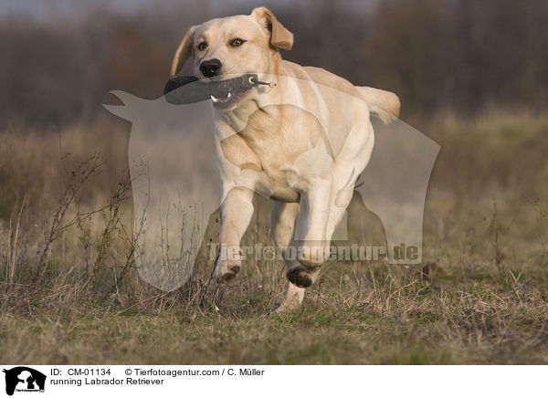 rennender Labrador Retriever / running Labrador Retriever / CM-01134