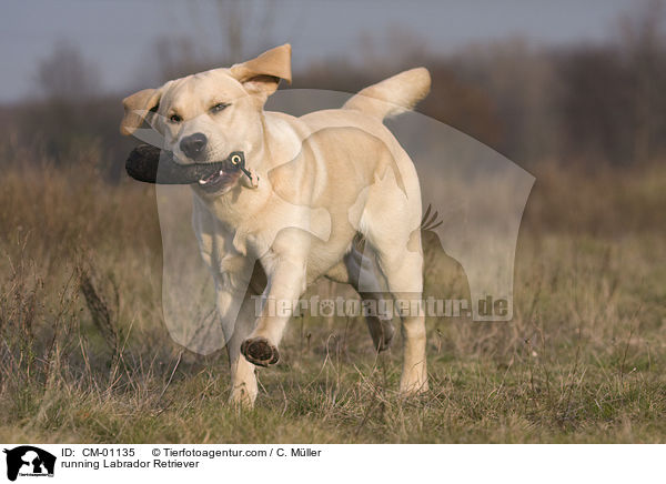 rennender Labrador Retriever / running Labrador Retriever / CM-01135