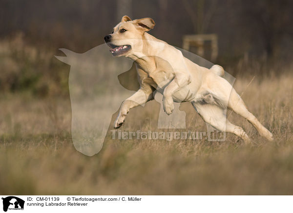 rennender Labrador Retriever / running Labrador Retriever / CM-01139