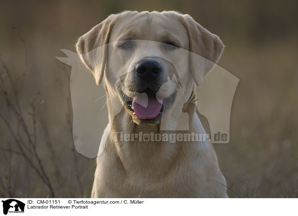 Labrador Retriever Portrait / Labrador Retriever Portrait / CM-01151
