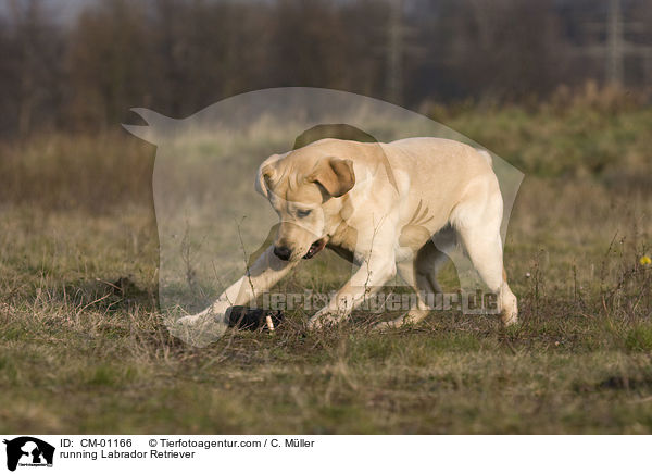 rennender Labrador Retriever / running Labrador Retriever / CM-01166