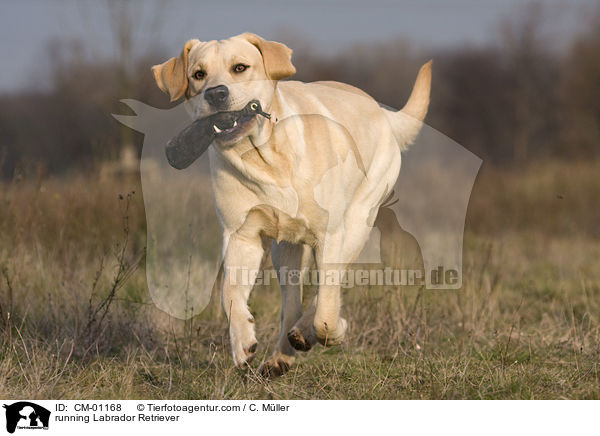 rennender Labrador Retriever / running Labrador Retriever / CM-01168