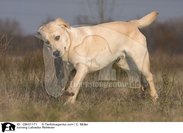 rennender Labrador Retriever / running Labrador Retriever / CM-01171