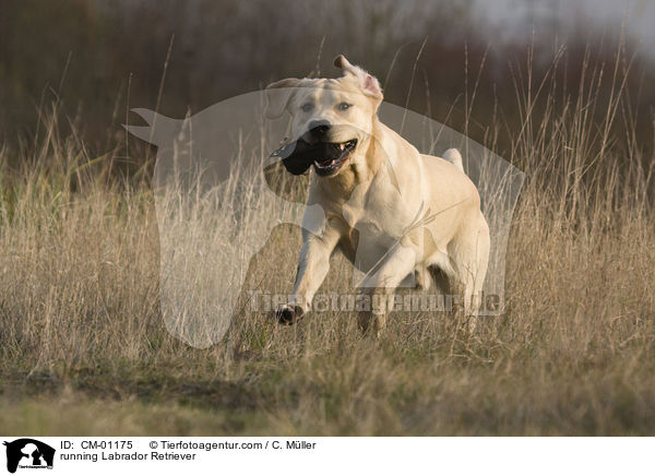 rennender Labrador Retriever / running Labrador Retriever / CM-01175