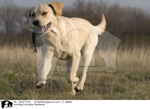 rennender Labrador Retriever / running Labrador Retriever / CM-01176