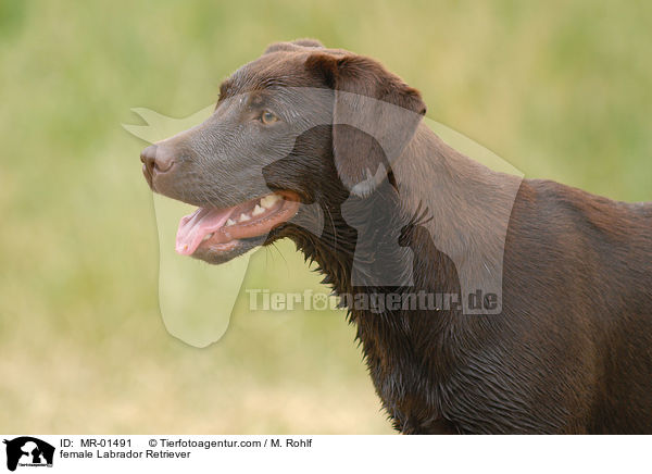 female Labrador Retriever / MR-01491