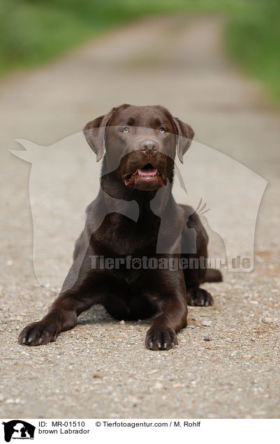 Labrador Retriever Rde / brown Labrador / MR-01510