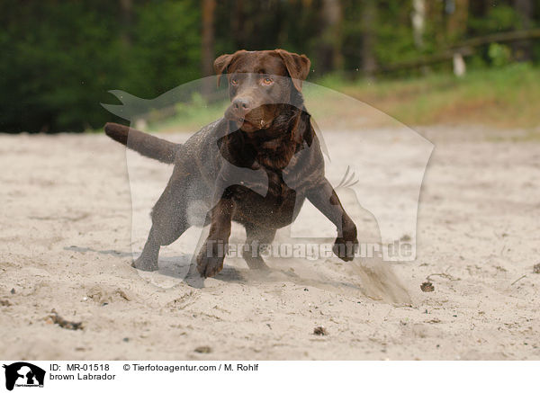 Labrador Retriever Rde / brown Labrador / MR-01518