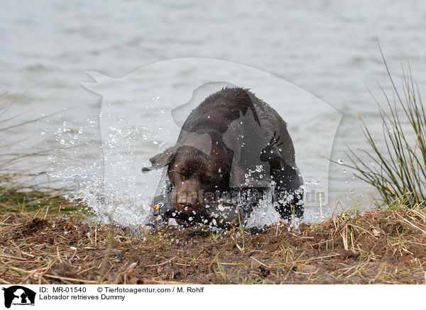 Labrador Retriever apportiert Dummy / Labrador retrieves Dummy / MR-01540