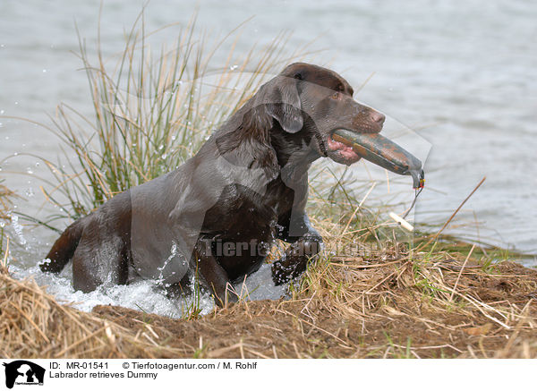 Labrador Retriever apportiert Dummy / Labrador retrieves Dummy / MR-01541