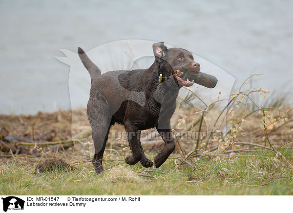 Labrador Retriever apportiert Dummy / Labrador retrieves Dummy / MR-01547