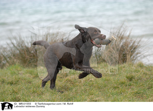 Labrador Retriever apportiert Dummy / Labrador retrieves Dummy / MR-01555