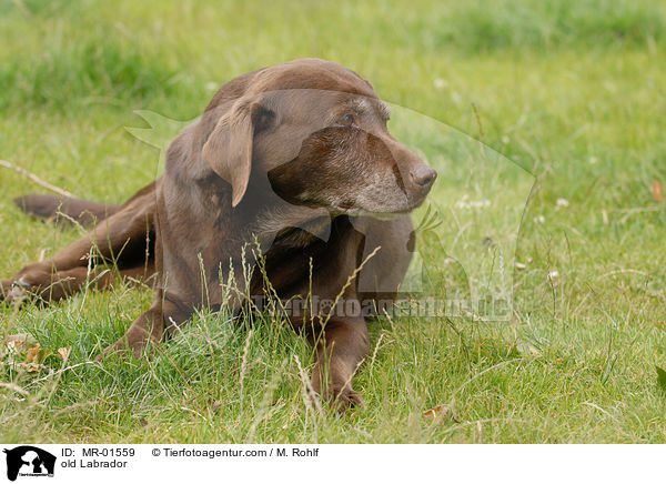alter Labrador / old Labrador / MR-01559