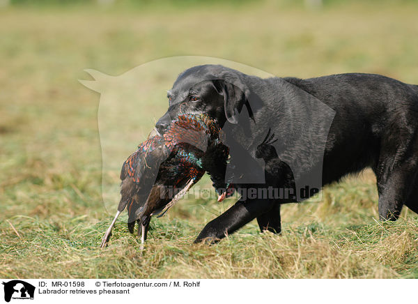 Labrador retrieves pheasant / MR-01598
