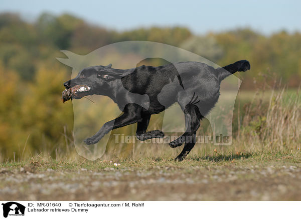 Labrador apportiert Dummy / Labrador retrieves Dummy / MR-01640