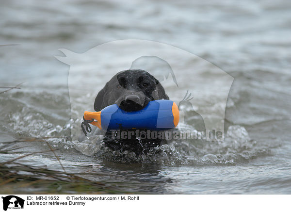 Labrador apportiert Dummy / Labrador retrieves Dummy / MR-01652