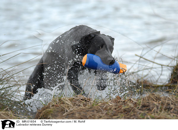 Labrador apportiert Dummy / Labrador retrieves Dummy / MR-01654