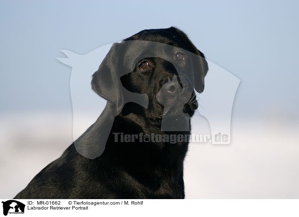 Labrador Retriever Portrait / MR-01662