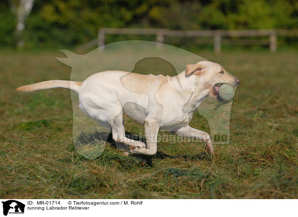 rennender Labrador Retriever / running Labrador Retriever / MR-01714