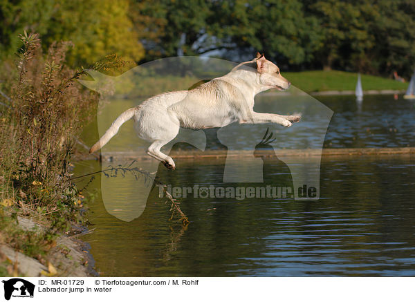 Labrador springt ins Wasser / Labrador jump in water / MR-01729