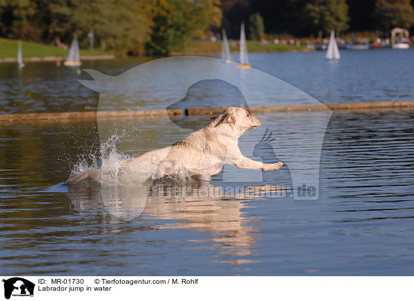 Labrador springt ins Wasser / Labrador jump in water / MR-01730