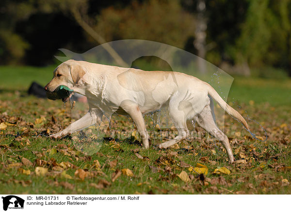 rennender Labrador Retriever / running Labrador Retriever / MR-01731