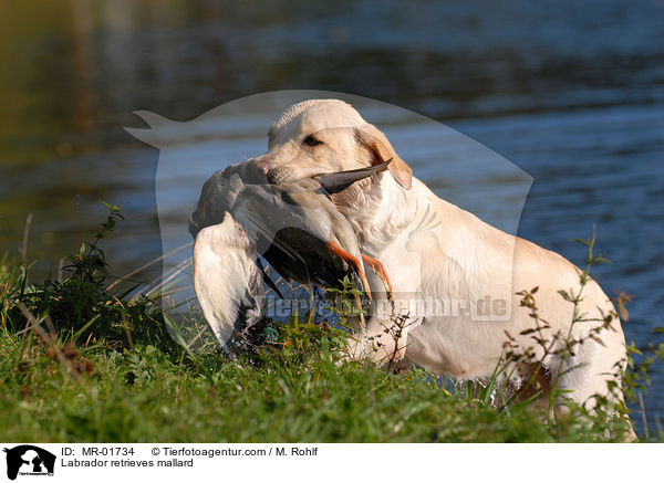 Labrador apportiert Ente / Labrador retrieves mallard / MR-01734