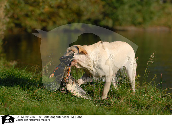 Labrador apportiert Ente / Labrador retrieves mallard / MR-01735