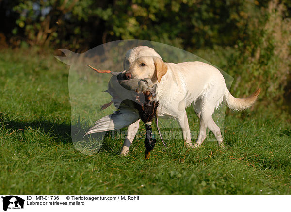 Labrador apportiert Ente / Labrador retrieves mallard / MR-01736
