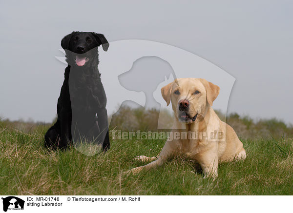 sitzender Labrador / sitting Labrador / MR-01748